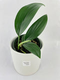 Rhaphidophora Decursiva 'Dragon's Tail'