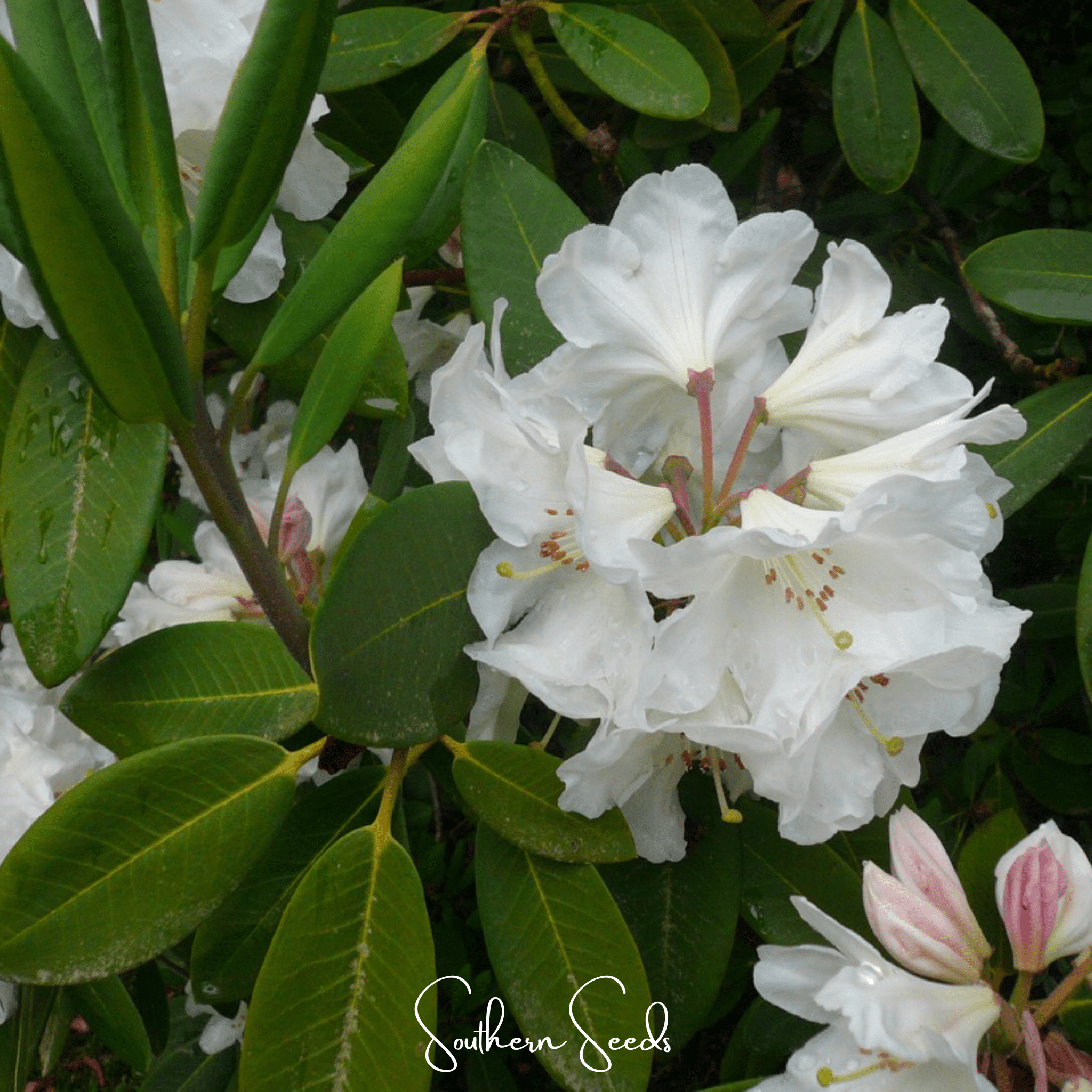 Fortune Rhododendron – 100 Seeds