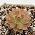 Pinguicula 'PE Formosa'