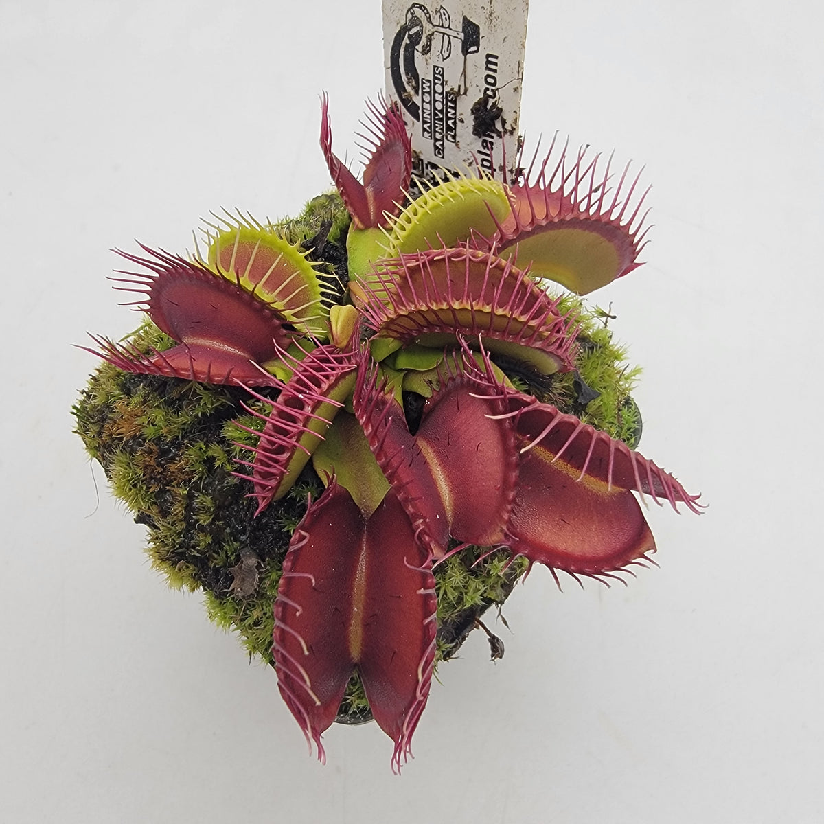 Venus flytrap (Dionaea muscipula) 'Fangzahn'
