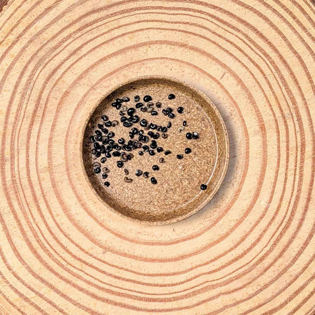 Dracaena Indivisa 'Spike' Seeds