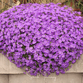 Purple Rockcress Seeds - Aubrieta deltoidea Perennial Ground Cover for Rock Gardens & Borders, 250 Seeds