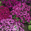 Royal Rockcress Seeds - Heirloom Aubrieta deltoidea Mix for Ground Cover, Rock Walls & Pathways, 100 Seeds