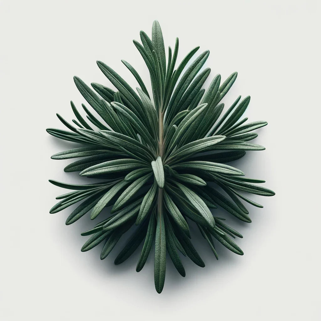 Rosemary (4x)