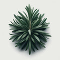 Rosemary (4x)