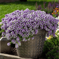 Royal Carpet Alyssum Seeds – 100 Fragrant Purple Flowers, Low-Growing Annual Lobularia maritima for Containers & Gardens