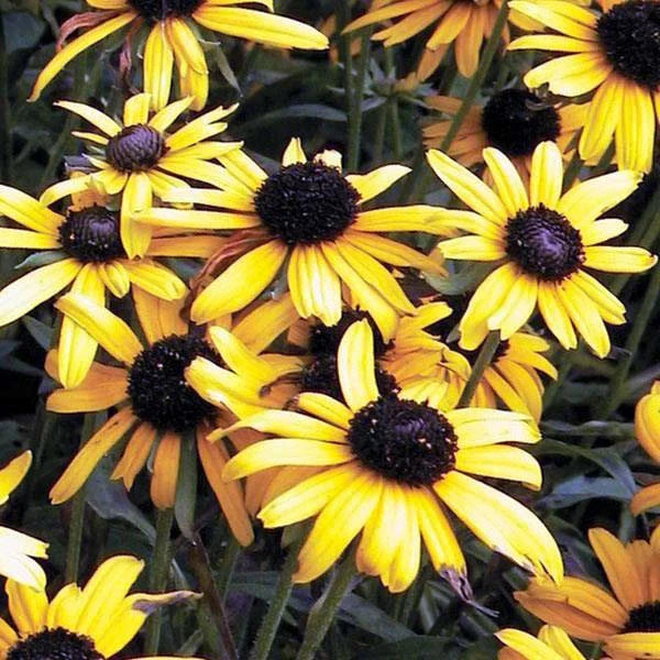 Rudbeckia 'Viette's Little Suzy'