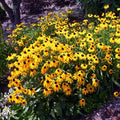 Rudbeckia 'Viette's Little Suzy'