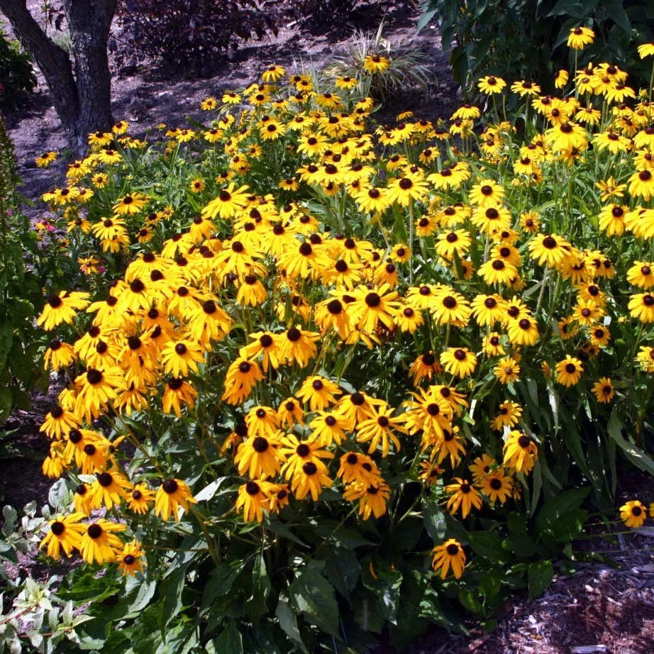 Rudbeckia 'Viette's Little Suzy'
