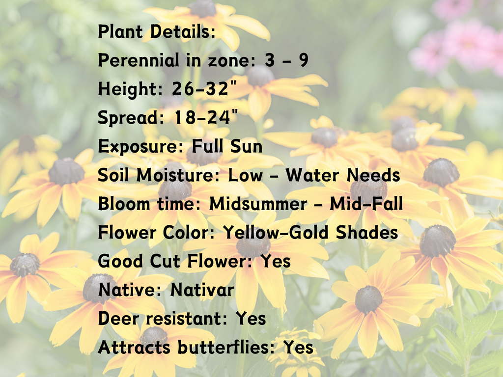 Rudbeckia 'Viette's Little Suzy'