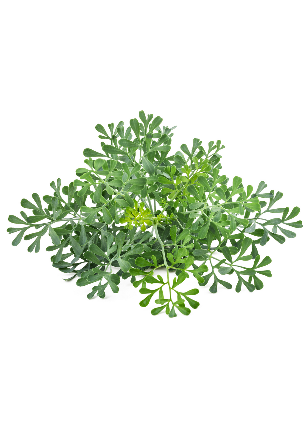 Diy Projects Using Rue Ruta Rue (Ruta graveolens) – Nate's Garden Supply