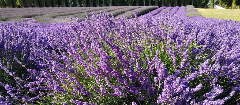 Blue Cushion Lavender Plant - Live Lavandula angustifolia 4 Inch Pot