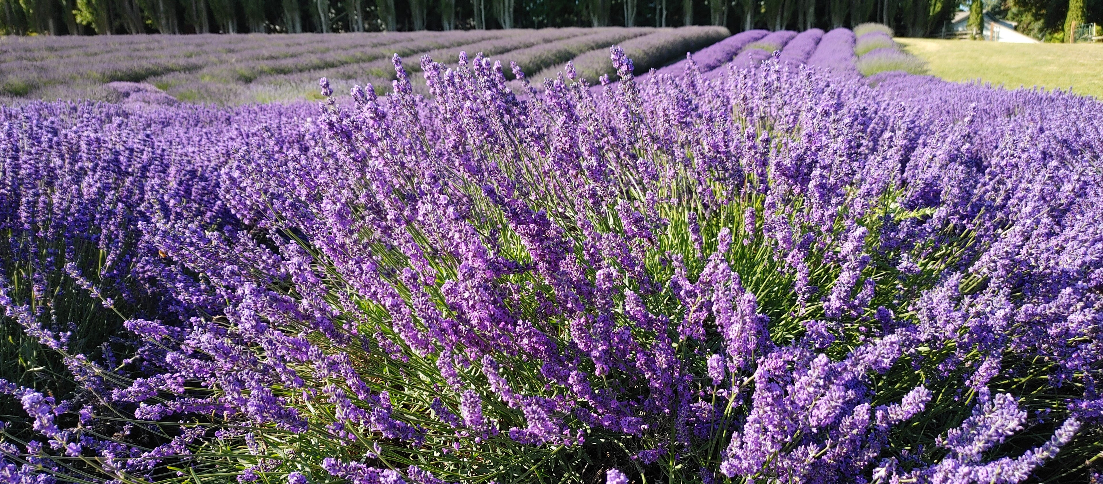 Blue Cushion Lavender Plant - Live Lavandula angustifolia 4 Inch Pot