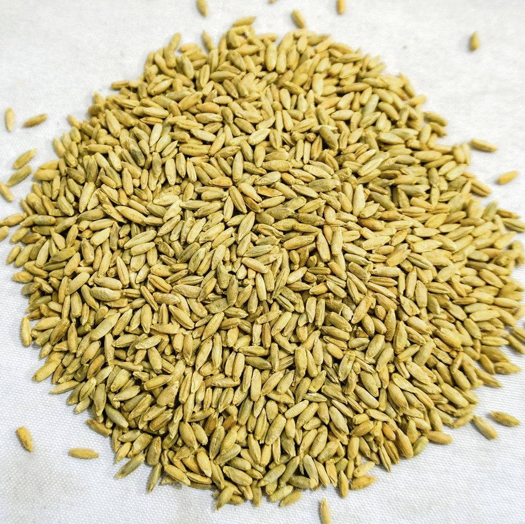 Organic Winter Rye Seeds, Non-GMO, Glyphosate Free, Organic.