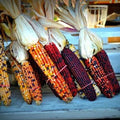 Indian Corn Seeds - 500+ Heirloom NON-GMO Zea mays for Planting, Decorative & Culinary Use