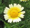 Garland Daisy Seeds - 100+ Newly Harvested Seeds - Bright Yellow Flowers - Euryops pectinatus