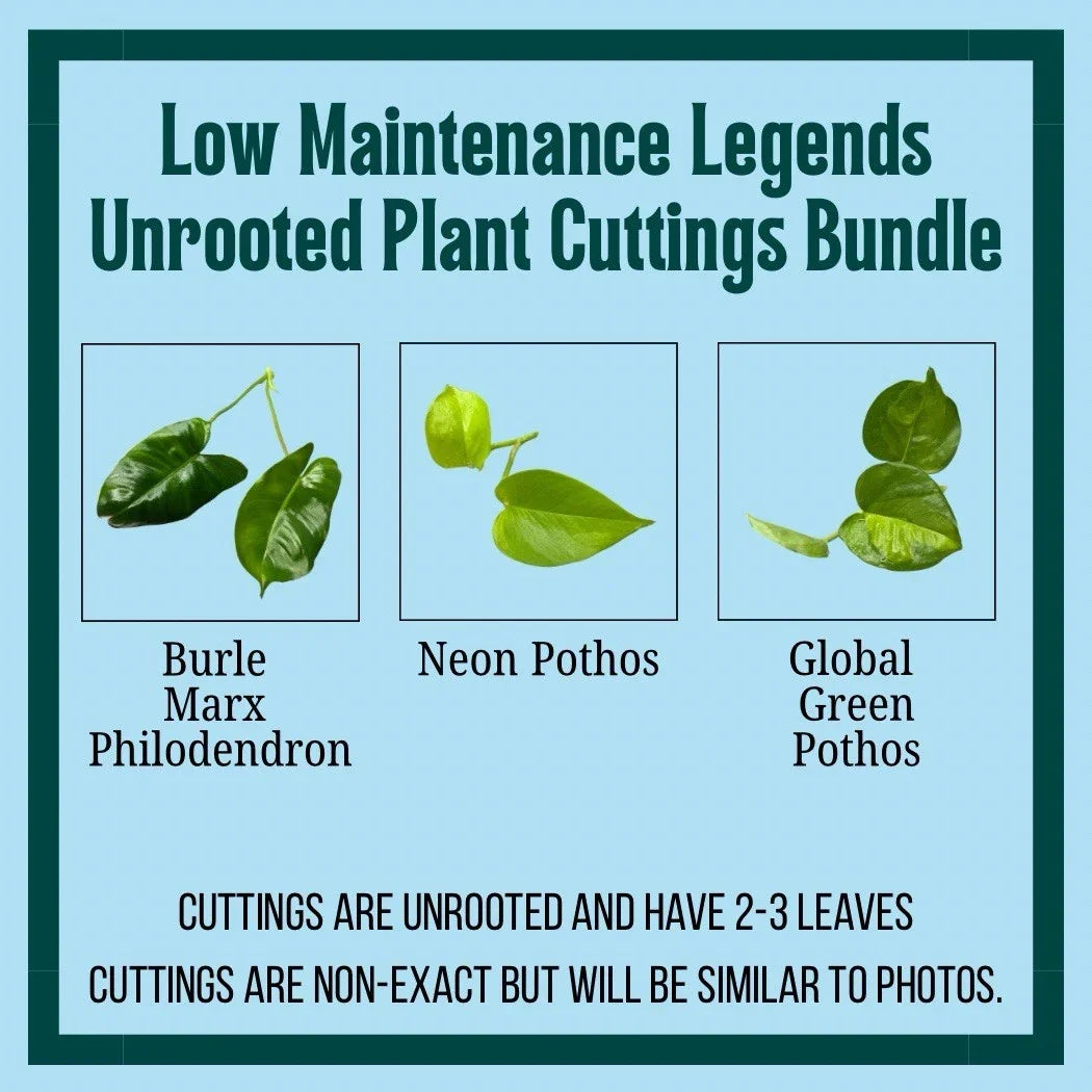 Unrooted Plant Cuttings 3 Pack - Burle Marx Philodendron, Neon Pothos, Marble Queen Indoor Houseplants