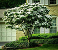 White Kousa Dogwood Tree Unrooted Cuttings – Propagation, Garden Planting, Cornus kousa