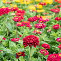 Meteor Zinnia Seeds - 100+ Pack | Colorful Annual Zinnia elegans for Garden