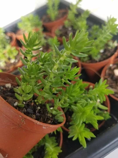 Crassula Schimperi Lizard's Tail Succulent Plant – Drought Tolerant Indoor/Outdoor, Full Sun, Compact Growth