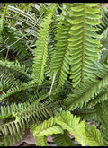 Boston Fern Plant - 8 Inch Live Indoor/Outdoor Variety - Nephrolepis exaltata - Set of 4 Plants