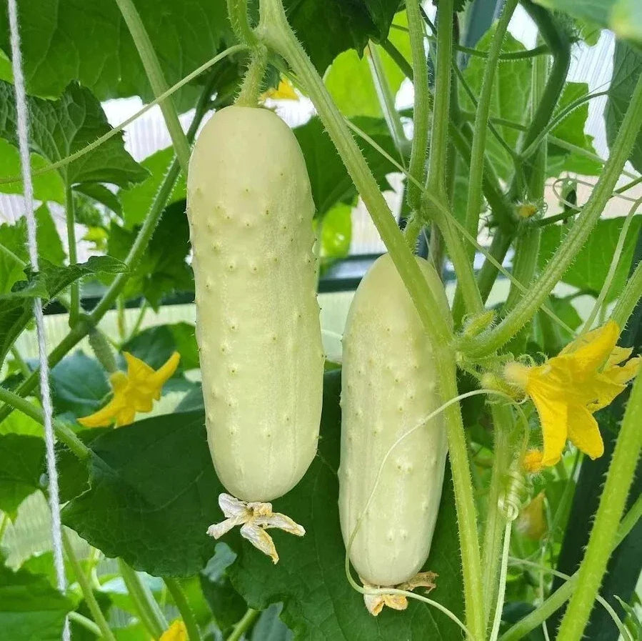 White Wonder Cucumber Seeds - 50+ Heirloom Organic Non-GMO - Rare Variety - Cucumis sativus
