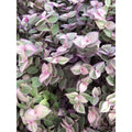 Tradescantia Pink Lady Cuttings - 10 Rooted Indoor Houseplants - Vibrant Pink and Green Foliage - Tradescantia albiflora 'Pink Lady'