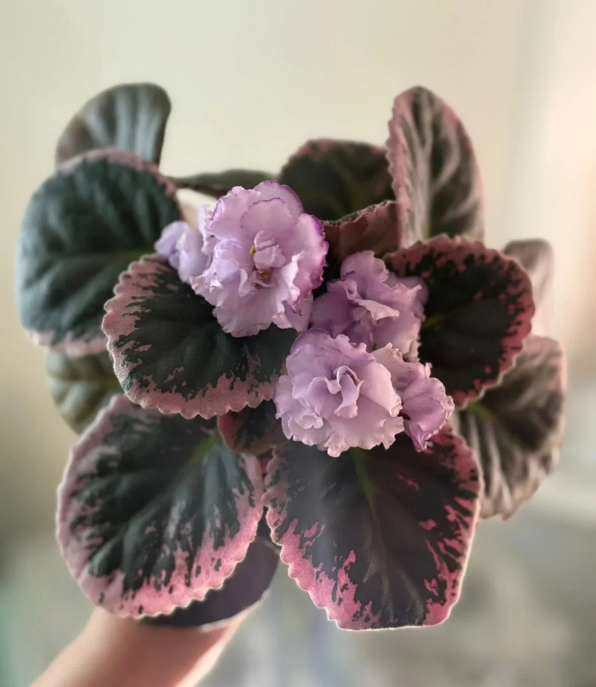 African Violet Cuttings - 2 Fresh Unrooted Purple Waters Leaves - Saintpaulia ionantha