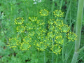 Bouquet Dill Herb Seeds - 250+ Anethum graveolens Culinary Garden Planting for Fresh Leaves & Seeds