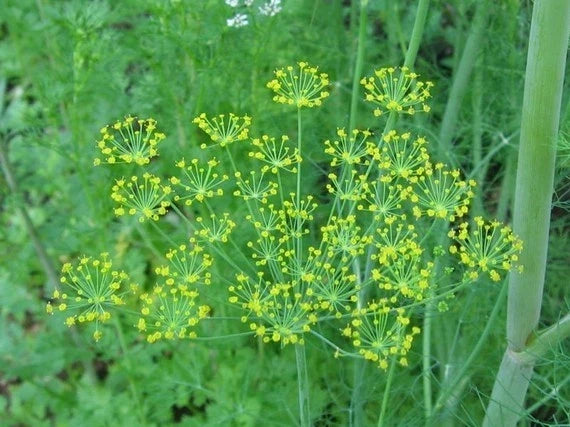 Bouquet Dill Herb Seeds - 250+ Anethum graveolens Culinary Garden Planting for Fresh Leaves & Seeds