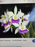 Cattleya Orchid Plant - 2 Stem Bare Root - Hawaiian Stars - Orchidaceae