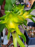 Rooted Israeli Yellow Dragon Fruit Cutting - 8-10 Inch Hylocereus megalanthus Pitaya Cactus for Tropical Gardens