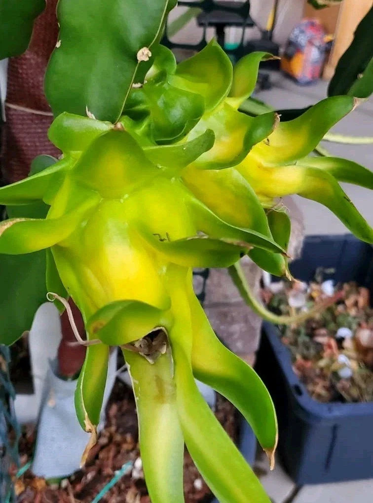 Rooted Israeli Yellow Dragon Fruit Cutting - 8-10 Inch Hylocereus megalanthus Pitaya Cactus for Tropical Gardens