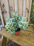 XL Variegated Peperomia obtusifolia Marble Rubber Plant - Green and White - 4" Pot