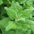 New Zealand Spinach Seeds - 100 Non-GMO Tetragonia tetragonioides for Gardening, Full Sun, Easy Growth, Pack of 100