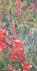 Red Yucca Seeds - 10 Pack - Drought Tolerant Perennial with Tubular Flowers - Hesperaloe parviflora