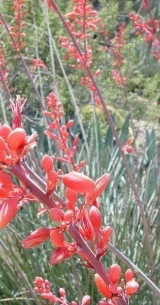 Red Yucca Seeds - 10 Pack - Drought Tolerant Perennial with Tubular Flowers - Hesperaloe parviflora