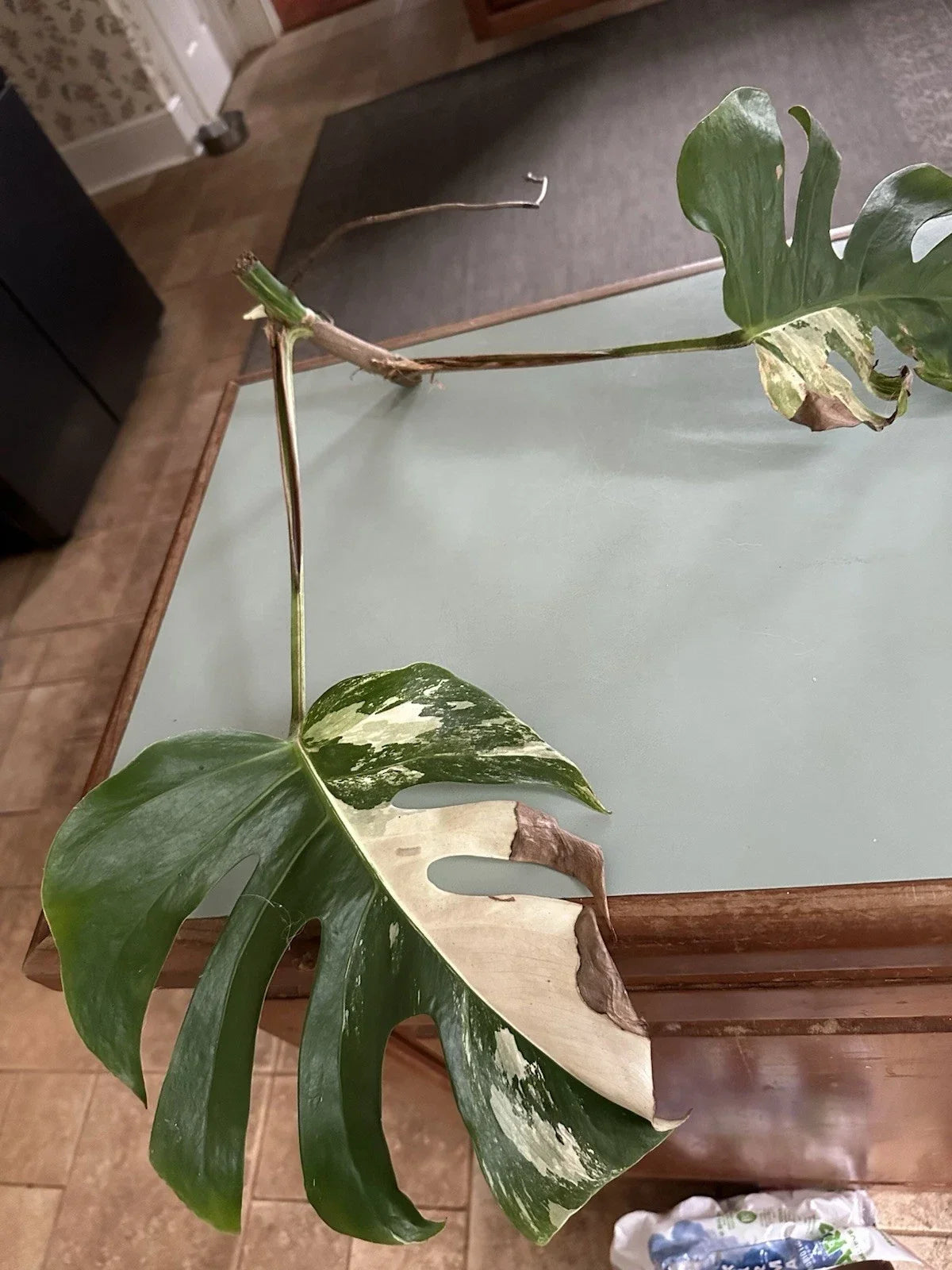 Albo Monstera Cutting | Rare Variegated Houseplant | Monstera Deliciosa Albo Variegata