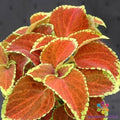 Coleus Seeds - 25+ Fairway Orange - Perfect for Garden Planting - Coleus blumei