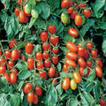 Juliet Tomato Seeds | F1 Hybrid | Non-GMO | Heirloom Variety | Lycopersicon esculentum | Free Shipping