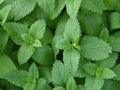 500 Lemon Balm Seeds - Non-GMO Melissa officinalis Herb Seeds for Tea & Culinary Use - Perennial, Fragrant, Easy to Grow