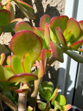 Jade Succulent Cuttings - 3 Beautiful Varieties - Crassula ovata