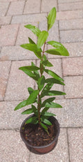 Pomegranate Live Tree in Pot – Large Pink Fruits – Punica granatum – Container Garden, Patio Tree