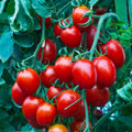 Heirloom Organic Sweet Cherry Tomato Seeds - 100+ Non-GMO Seeds for Home Gardening - Solanum lycopersicum