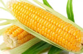 Sweet Golden Bantam Corn Seeds - Organic Heirloom Non-GMO, Fresh Sweet Corn for Planting, 120+ Seeds, Zea mays