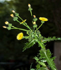 Prickly Sow-Thistle Seeds - 100+ Organic Heirloom Seeds (Sonchus asper) - Medicinal Herb for Natural Remedies