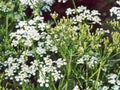 Caraway Herb Seeds - 20+ Seeds - Versatile Carum carvi - Use Seeds, Plant, and Roots