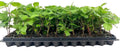 Thornless Apache Blackberry Plant Starter - 10 Bare Root Rubus Fruit Plants