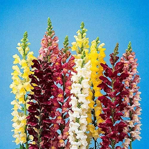 250 Snapdragon Seeds for Planting | Antirrhinum majus | Vibrant Garden Flowers | Made in USA