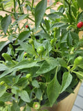 Wild Chile Pequin Seeds 25+ Count, Chiltepin, Chile del Monte, Mountain Chili, Capsicum annuum